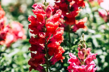 Kıbrıs Rum Kesimi 10 Mayıs 2020 'de Kıbrıs adasındaki bir halk bahçesinde büyüyen renkli çiçeklerin kapatılması