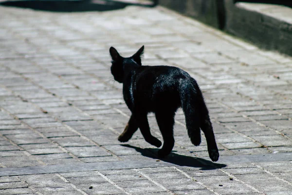 Limassol Chipre Mayo 2020 Vista Del Gato Doméstico Que Vive — Foto de Stock