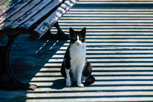 Limassol Cypern Maj 2020 Utsikt Över Inhemska Katt Bor Gatorna — Stockfoto