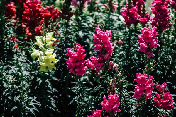 Limassol Chipre Maio 2020 Fechar Flores Coloridas Que Crescem Jardim — Fotografia de Stock