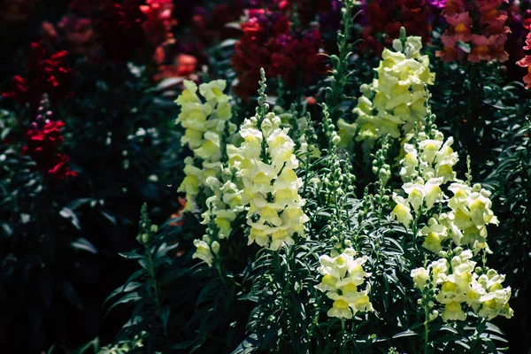 Limassol Cyprus Mei 2020 Sluitingen Van Kleurrijke Bloemen Groeien Een — Stockfoto