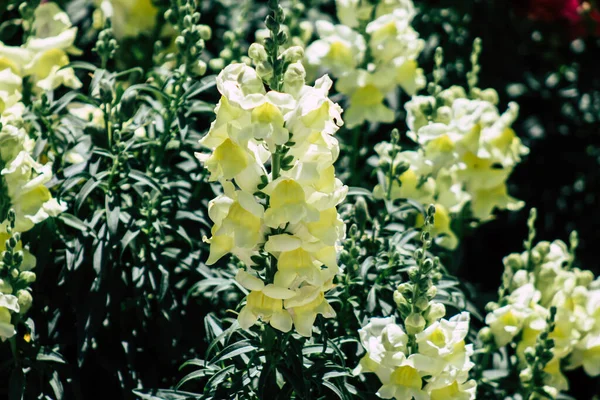 Limassol Cyprus Mei 2020 Sluitingen Van Kleurrijke Bloemen Groeien Een — Stockfoto