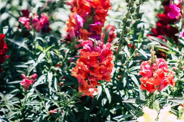 Limassol Cyprus May 2020 Closeup Colorful Flowers Growing Public Garden — Stock Photo, Image