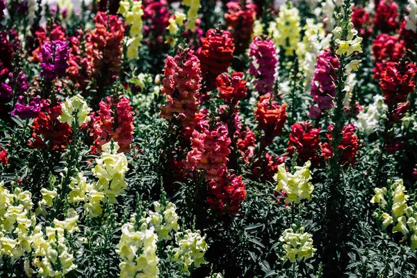 Limassol Chipre Mayo 2020 Primeros Planos Flores Colores Creciendo Jardín — Foto de Stock