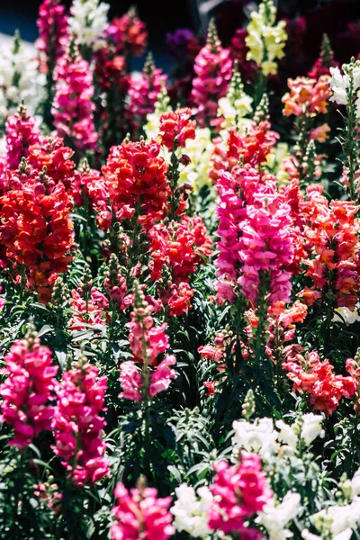 Limassol Cyprus May 2020 Closeup Colorful Flowers Growing Public Garden — Stock Photo, Image