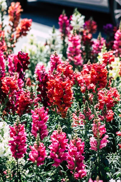 Limassol Chipre Maio 2020 Fechar Flores Coloridas Que Crescem Jardim — Fotografia de Stock