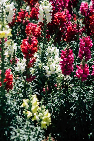 Limassol Cypr Maj 2020 Zbliżenie Kolorowych Kwiatów Rosnących Ogrodzie Publicznym — Zdjęcie stockowe