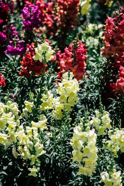 Limassol Cyprus May 2020 Closeup Colorful Flowers Growing Public Garden — Stock Photo, Image