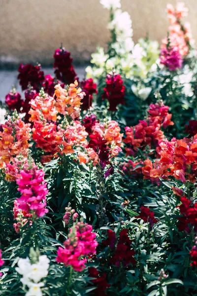 Limassol Cypr Maj 2020 Zbliżenie Kolorowych Kwiatów Rosnących Ogrodzie Publicznym — Zdjęcie stockowe