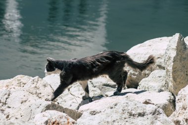 Kıbrıs Rum Kesimi 14 Mayıs 2020 Kıbrıs Rum Kesimi 'nde Limasol sokaklarında yaşayan evcil kedinin görüntüsü