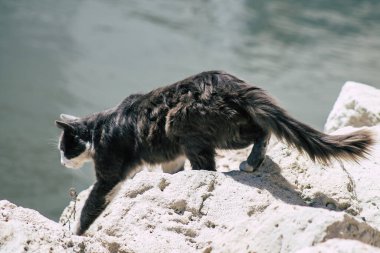 Kıbrıs Rum Kesimi 14 Mayıs 2020 Kıbrıs Rum Kesimi 'nde Limasol sokaklarında yaşayan evcil kedinin görüntüsü