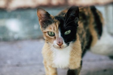 Kıbrıs Rum Kesimi 14 Mayıs 2020 Kıbrıs Rum Kesimi 'nde Limasol sokaklarında yaşayan evcil kedinin görüntüsü