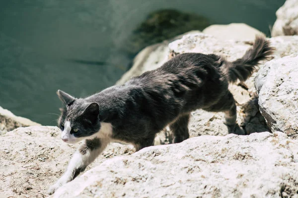 Kıbrıs Rum Kesimi 14 Mayıs 2020 Kıbrıs Rum Kesimi 'nde Limasol sokaklarında yaşayan evcil kedinin görüntüsü