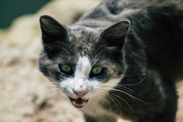 Limassol Chipre Maio 2020 Vista Gato Doméstico Que Vive Nas — Fotografia de Stock