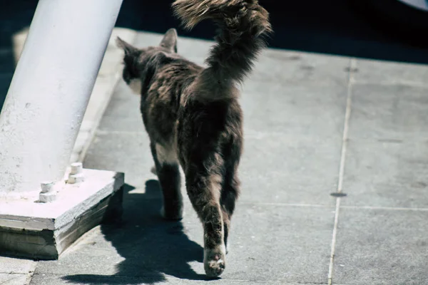 Limassol Ciprus Május 2020 View Domestic Cat Living Streets Limassol — Stock Fotó