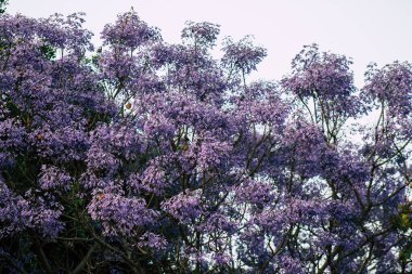 Limasol Kıbrıs Rum Kesimi 21 Mayıs 2020 Kıbrıs Rum Kesimi 'ndeki bir kamu bahçesindeki ağaçtan renkli çiçeklere yakın çekim