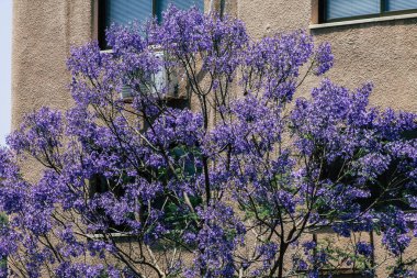 Limasol Kıbrıs Rum Kesimi 21 Mayıs 2020 Kıbrıs Rum Kesimi 'ndeki bir kamu bahçesindeki ağaçtan renkli çiçeklere yakın çekim