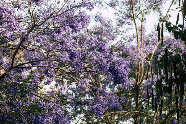 Limassol Chipre Maio 2020 Fechar Flores Coloridas Uma Árvore Jardim — Fotografia de Stock