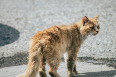 Kıbrıs Rum Kesimi 23 Mayıs 2020 Kıbrıs Rum Kesimi 'nde Limasol sokaklarında yaşayan evcil kedinin görüntüsü