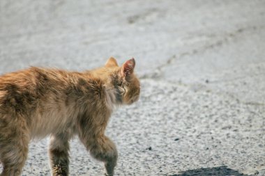 Kıbrıs Rum Kesimi 23 Mayıs 2020 Kıbrıs Rum Kesimi 'nde Limasol sokaklarında yaşayan evcil kedinin görüntüsü