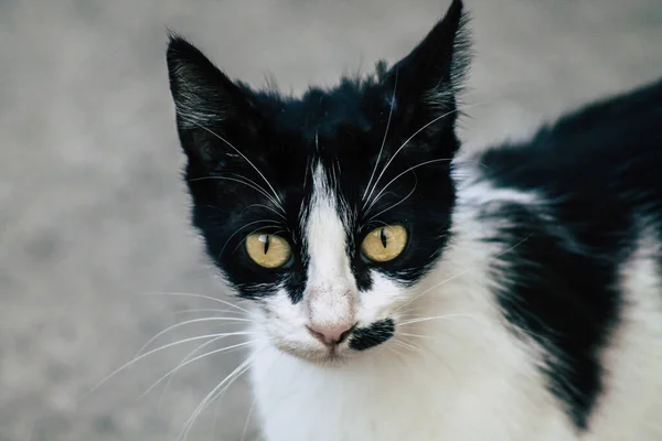 Limassol Chipre Mayo 2020 Vista Del Gato Doméstico Viviendo Las — Foto de Stock