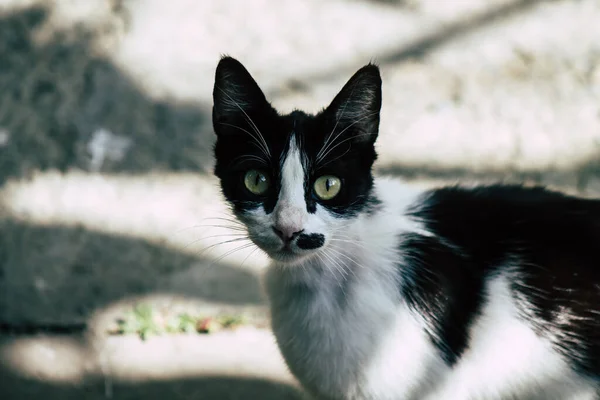 Limassol Chipre Mayo 2020 Vista Del Gato Doméstico Viviendo Las — Foto de Stock