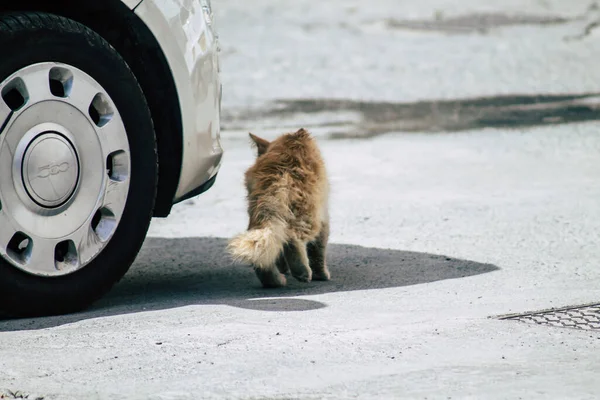 Limassol Cyprus May 2020 View Domestic Cat Living Streets Limassol — Stock Photo, Image