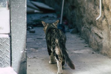 Limasol Kıbrıs Rum Kesimi 24 Mayıs 2020 Kıbrıs Rum Kesimi 'nde Limasol sokaklarında yaşayan evcil kedinin görüntüsü