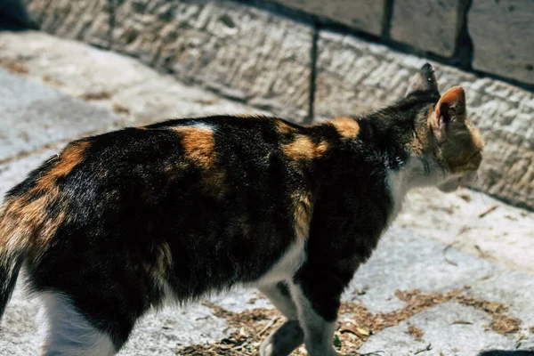리마솔 키프로스 2020 키프로스 리마솔의 거리에 집고양이의 — 스톡 사진
