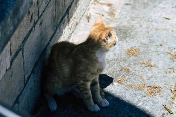 Limassol Chipre Maio 2020 Vista Gato Doméstico Que Vive Nas — Fotografia de Stock