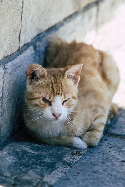 Limassol Chipre Maio 2020 Vista Gato Doméstico Que Vive Nas — Fotografia de Stock