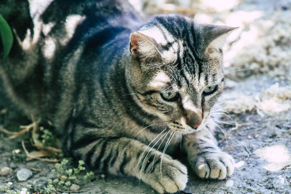 Limassol Ciprus Május 2020 View Domestic Cat Living Streets Limassol — Stock Fotó