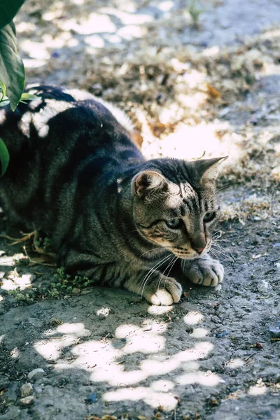 Limassol Cyprus May 2020 View Domestic Cat Living Streets Limassol — Stock Photo, Image