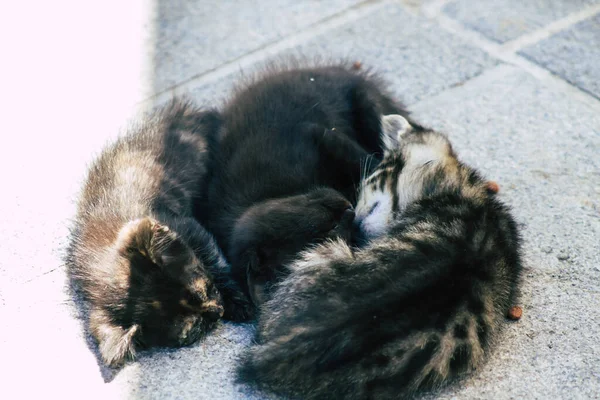 Limassol Cyprus May 2020 View Domestic Cat Living Streets Limassol — Stock Photo, Image