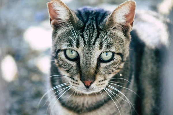 塞浦路斯利马索尔2020年5月24日看到生活在塞浦路斯利马索尔街头的家猫 — 图库照片