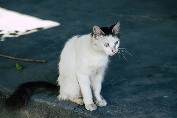 リマソルキプロス2020年5月24日キプロス島リマソルの街に住む猫の様子 — ストック写真