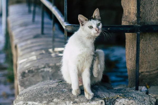 Limassol Chypre Mai 2020 Vue Chat Domestique Vivant Dans Les — Photo