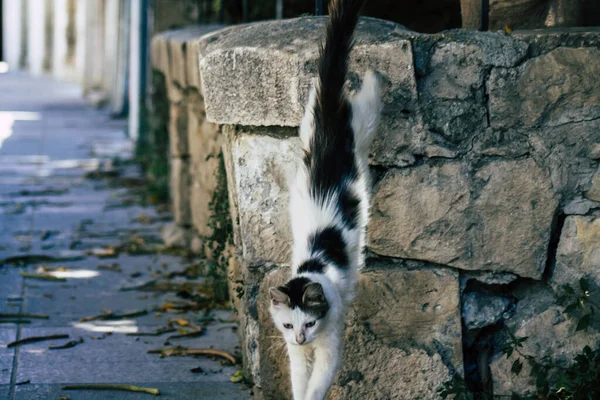 Limassol Chipre Maio 2020 Vista Gato Doméstico Que Vive Nas — Fotografia de Stock