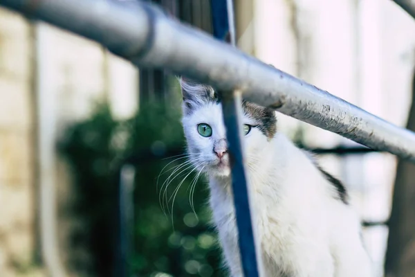 塞浦路斯利马索尔2020年5月24日看到生活在塞浦路斯利马索尔街头的家猫 — 图库照片