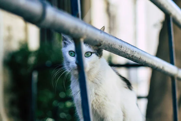 Limassol Chipre Maio 2020 Vista Gato Doméstico Que Vive Nas — Fotografia de Stock