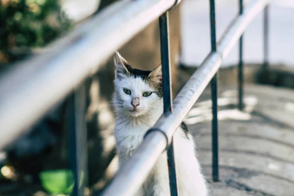 Limassol Chipre Mayo 2020 Vista Del Gato Doméstico Que Vive —  Fotos de Stock