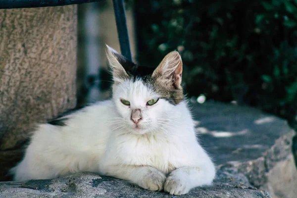 Limassol Chipre Maio 2020 Vista Gato Doméstico Que Vive Nas — Fotografia de Stock