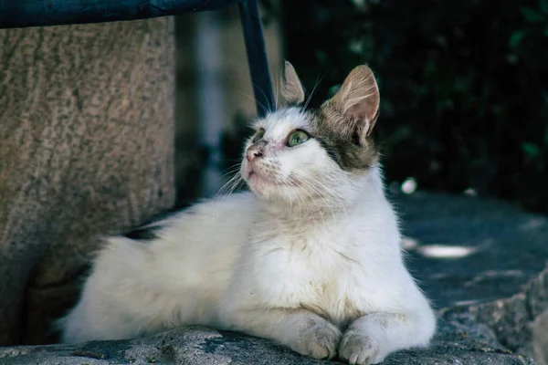 リマソルキプロス2020年5月24日キプロス島リマソルの街に住む猫の様子 — ストック写真