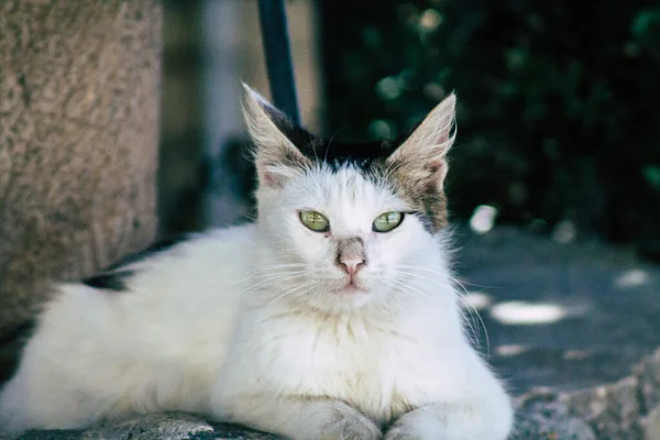 Limassol Chipre Maio 2020 Vista Gato Doméstico Que Vive Nas — Fotografia de Stock