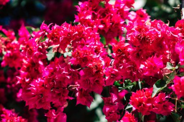 Kıbrıs Rum Kesimi 26 Mayıs 2020 Kıbrıs Rum Kesimi 'ndeki bir kamu bahçesindeki ağaçtan renkli çiçeklerin yakın çekimi