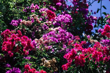 Kıbrıs Rum Kesimi 26 Mayıs 2020 Kıbrıs Rum Kesimi 'ndeki bir kamu bahçesindeki ağaçtan renkli çiçeklerin yakın çekimi