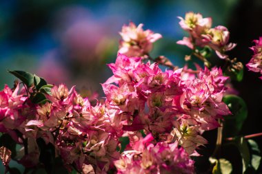 Kıbrıs Rum Kesimi 26 Mayıs 2020 Kıbrıs Rum Kesimi 'ndeki bir kamu bahçesindeki ağaçtan renkli çiçeklerin yakın çekimi