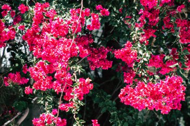 Kıbrıs Rum Kesimi 26 Mayıs 2020 Kıbrıs Rum Kesimi 'ndeki bir kamu bahçesindeki ağaçtan renkli çiçeklerin yakın çekimi