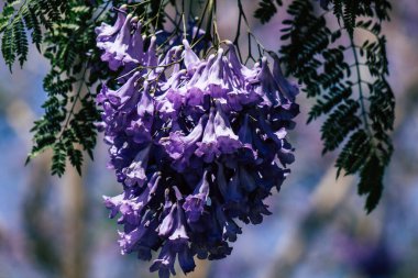 Kıbrıs Rum Kesimi 26 Mayıs 2020 Kıbrıs Rum Kesimi 'ndeki bir kamu bahçesindeki ağaçtan renkli çiçeklerin yakın çekimi