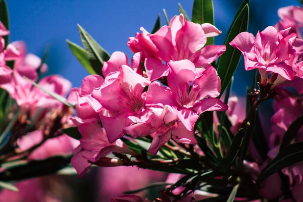 Limassol Cyprus Mei 2020 Sluitingen Van Kleurrijke Bloemen Van Een — Stockfoto